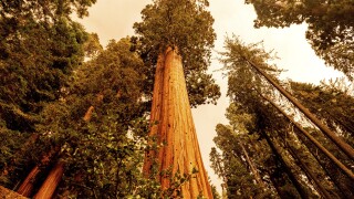 Western Wildfires