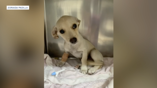 Chihuahua puppy shot in head by pellet gun at La Mesa foster home