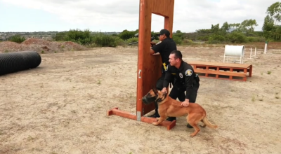 k-9 training behind the scenes