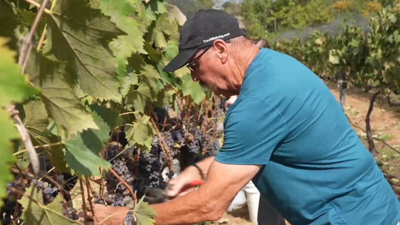 Trevi Hills Vineyard in Lakeside