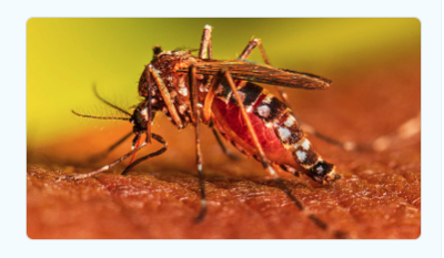 First case of Dengue Virus detected in Escondido.