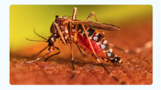 First case of Dengue Virus detected in Escondido.