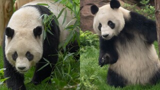 yun_chuan_left_xin_bao_right_sd_zoo.jpg