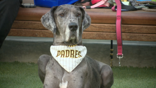 paw-squad-game-5-padres-101124