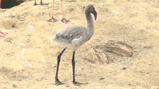 baby flamingo safari park