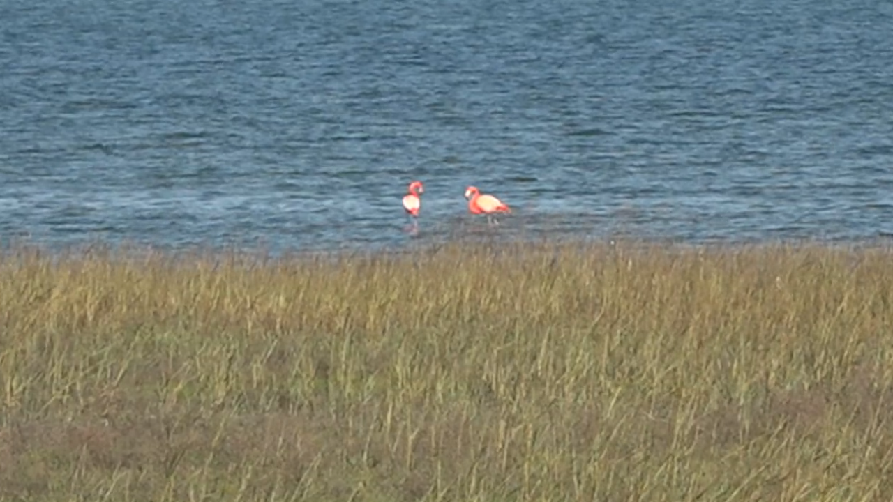 Flamingo duo considers San Diego Bay home 