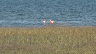 Flamingo duo considers San Diego Bay home 