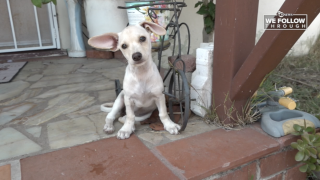 Chihuahua puppy shot in head by pellet gun returns to La Mesa foster home